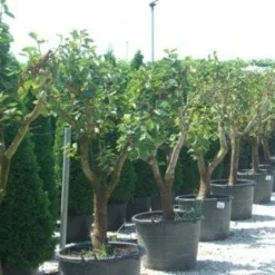 Kaki (Diospyros Kaki) -Groen Ziel Verkoop 20101213150225 8