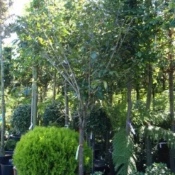 Kaki (Diospyros Kaki) -Groen Ziel Verkoop 20101213150233 8