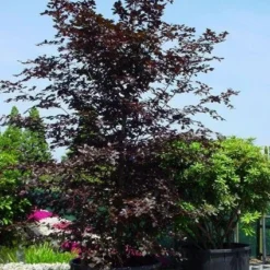 Rode Beukenboom (Fagus Sylvatica 'Atropunicea' ) 9 Rode Beukenboom (Fagus Sylvatica 'Atropunicea' ) -Groen Ziel Verkoop 20101213165155 18