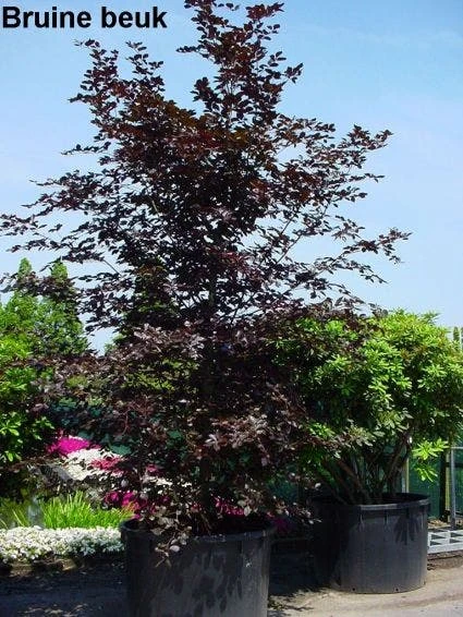 Rode Beukenboom (Fagus Sylvatica 'Atropunicea' ) 5 Rode Beukenboom (Fagus Sylvatica 'Atropunicea' ) - Afbeelding 5