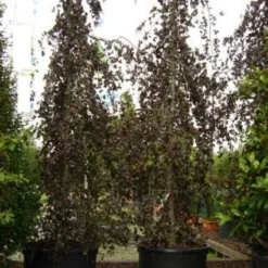 Rode Treurbeuk (Fagus Sylvatica 'Purple Fountain') -Groen Ziel Verkoop 20101213170338 11