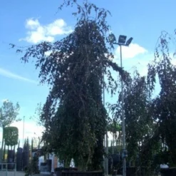 Rode Treurbeuk (Fagus Sylvatica 'Purpurea Pendula')