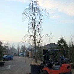Treurbeuk (Fagus Sylvatica 'Pendula') 11 Treurbeuk (Fagus Sylvatica 'Pendula') -Groen Ziel Verkoop 20101213172403 14