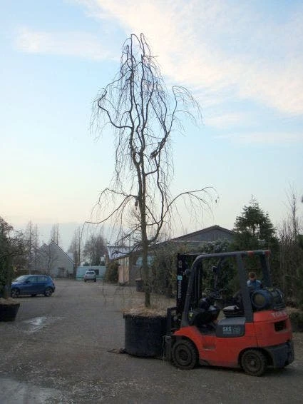 Treurbeuk (Fagus Sylvatica 'Pendula') 6 Treurbeuk (Fagus Sylvatica 'Pendula') - Afbeelding 6