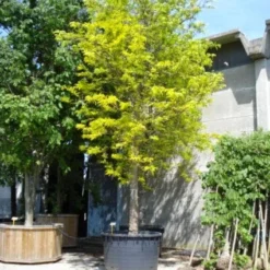 Geelbladige Christusdoorn (Gleditsia Triacanthos 'Sunburst') 20 Geelbladige Christusdoorn (Gleditsia Triacanthos 'Sunburst') -Groen Ziel Verkoop 20101215121405 13