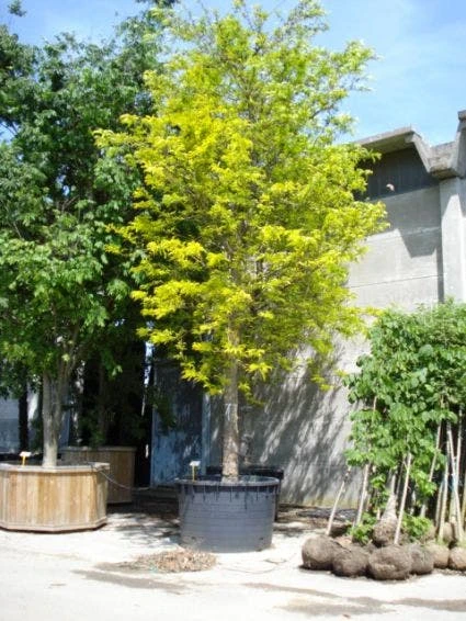 Geelbladige Christusdoorn (Gleditsia Triacanthos 'Sunburst') 6 Geelbladige Christusdoorn (Gleditsia Triacanthos 'Sunburst') - Afbeelding 6