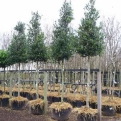 Hulst Als Boom (Ilex 'Nellie R. Stevens') 15 Hulst Als Boom (Ilex 'Nellie R. Stevens') -Groen Ziel Verkoop 20101215170614 8