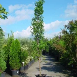 Zeepboom (Koelreuteria Paniculata 'Fastigiata')