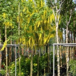 Gouden Regen Als Boom (Laburnum Watereri 'Vossii') 16 Gouden Regen Als Boom (Laburnum Watereri 'Vossii') -Groen Ziel Verkoop 20101216134006 7