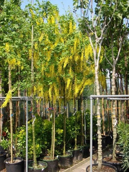 Gouden Regen Als Boom (Laburnum Watereri 'Vossii') 4 Gouden Regen Als Boom (Laburnum Watereri 'Vossii') - Afbeelding 4