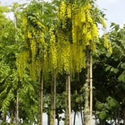Gouden Regen Als Boom (Laburnum Watereri 'Vossii') 15 Gouden Regen Als Boom (Laburnum Watereri 'Vossii') -Groen Ziel Verkoop 20101216134020 7