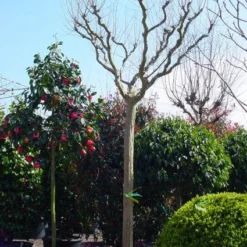Roze Lagerstroemia Als Boom (Lagerstroemia Indica) -Groen Ziel Verkoop 20101216134719 9