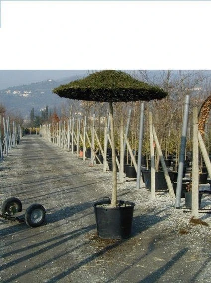 Liguster Als Dakboom (Ligustrum Delavayanum ) 1 Liguster Als Dakboom (Ligustrum Delavayanum )