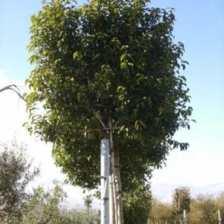 Liguster Als Leiboom (Ligustrum Japonicum)