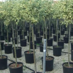 Liguster Op Stam (Ligustrum 'Excelsum Superbum')