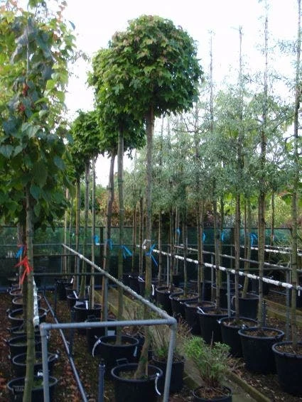 Amberboom (Liquidambar 'Gum Ball') 9 Amberboom (Liquidambar 'Gum Ball') - Afbeelding 9