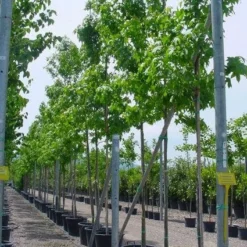 Amberboom (Liquidambar Styraciflua) -Groen Ziel Verkoop 20101217122417 20 1