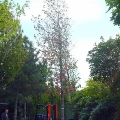 Amberboom (Liquidambar Styraciflua) 25 Amberboom (Liquidambar Styraciflua) -Groen Ziel Verkoop 20101217122442 20