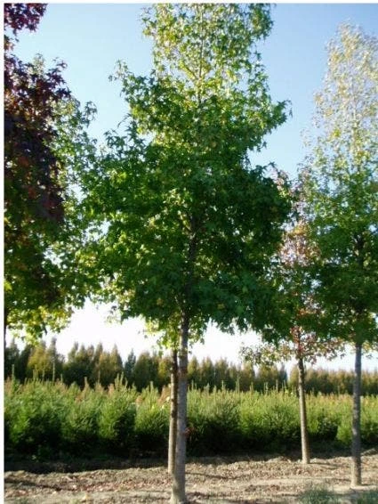 Amberboom (Liquidambar Styraciflua) 2 Amberboom (Liquidambar Styraciflua) - Afbeelding 2