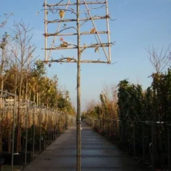 Amberboom Als Leiboom (Liquidambar Styraciflua) -Groen Ziel Verkoop 20101217124709 7