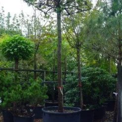 Amberboom Als Dakboom (Liquidambar Styraciflua)