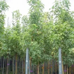 Groen Ziel Verkoop -Groen Ziel Verkoop 20101217134920 4