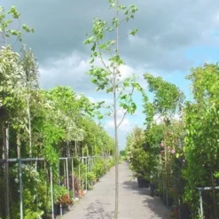 Tulpenboom (Liriodendron Tulipifera) -Groen Ziel Verkoop 20101217143638 14