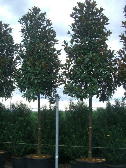 Beverboom (Magnolia Grandiflora 'Gallissoniere') 2 Beverboom (Magnolia Grandiflora 'Gallissoniere') - Afbeelding 2