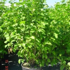 Beverboom (Magnolia 'Heaven Scent') 6 Beverboom (Magnolia 'Heaven Scent') -Groen Ziel Verkoop 20101217150826 9