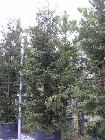 Kustmammoetboom (Sequoia Sempervirens) 2 Kustmammoetboom (Sequoia Sempervirens) - Afbeelding 2