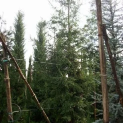 Kustmammoetboom (Sequoia Sempervirens) 10 Kustmammoetboom (Sequoia Sempervirens) -Groen Ziel Verkoop 20101217161916 8