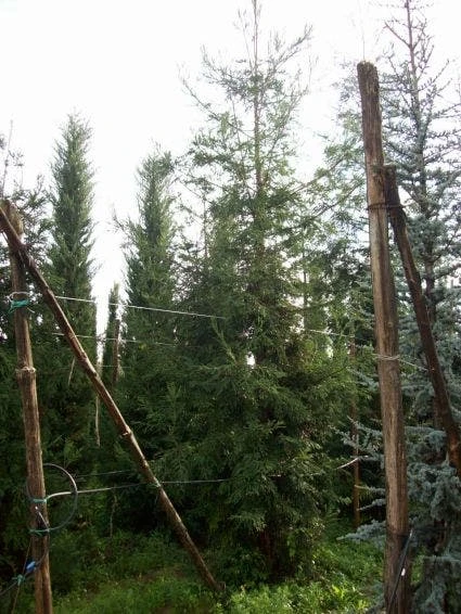 Kustmammoetboom (Sequoia Sempervirens) 3 Kustmammoetboom (Sequoia Sempervirens) - Afbeelding 3