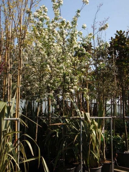 Sierappel (Malus 'John Downie') 2 Sierappel (Malus 'John Downie') - Afbeelding 2