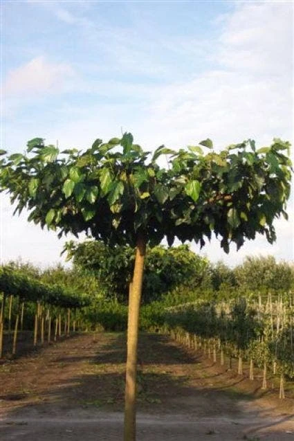 Dakmoerbei (Morus Alba 'Fruitless' ) 1 Dakmoerbei (Morus Alba 'Fruitless' )