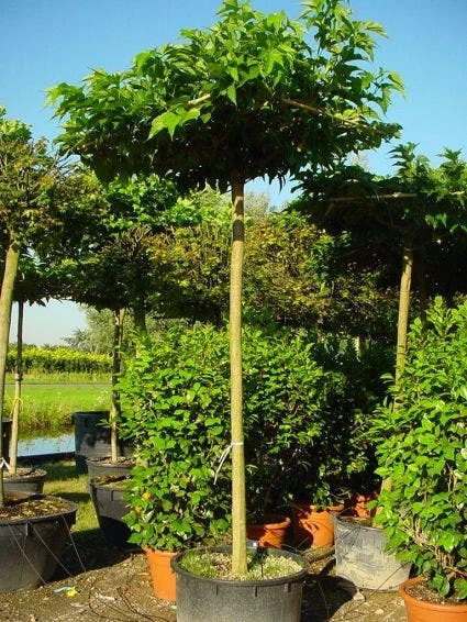 Dakmoerbei (Morus Alba 'Macrophylla') 2 Dakmoerbei (Morus Alba 'Macrophylla') - Afbeelding 2