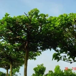 Dakmoerbei (Morus Alba 'Macrophylla') 21 Dakmoerbei (Morus Alba 'Macrophylla') -Groen Ziel Verkoop 20101217170400 9 1