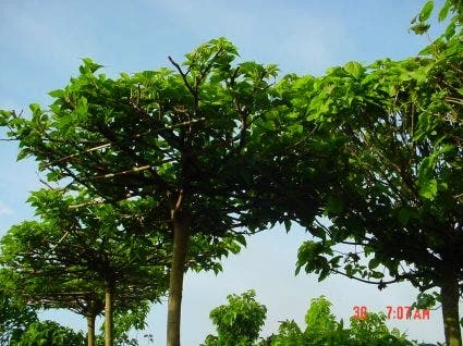 Dakmoerbei (Morus Alba 'Macrophylla') 7 Dakmoerbei (Morus Alba 'Macrophylla') - Afbeelding 7