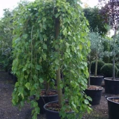 Moerbei Als Treurboom (Morus Alba 'Pendula') 11 Moerbei Als Treurboom (Morus Alba 'Pendula') -Groen Ziel Verkoop 20101217170434 9