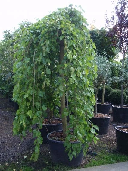 Moerbei Als Treurboom (Morus Alba 'Pendula') 3 Moerbei Als Treurboom (Morus Alba 'Pendula') - Afbeelding 3