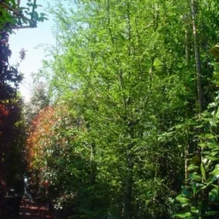 Schijnbeuk (Nothofagus Antarctica) -Groen Ziel Verkoop 20101220114349 10