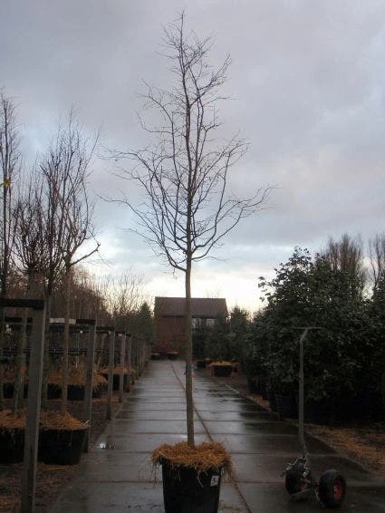 Perzisch IJzerhout Als Boom (Parrotia Persica) 2 Perzisch IJzerhout Als Boom (Parrotia Persica) - Afbeelding 2