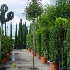 Groen Ziel Verkoop -Groen Ziel Verkoop 20101220152203 9