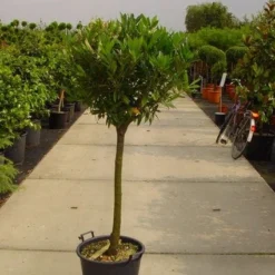 Laurierkers Op Stam (Prunus Laurocerasus 'Otto Luyken') -Groen Ziel Verkoop 20101221104726 2 1