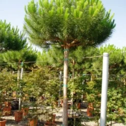 Parasolden (Pinus Pinea)