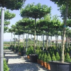 Dakplataan (Platanus Hispanica ) 20 Dakplataan (Platanus Hispanica ) -Groen Ziel Verkoop 20101221142257 16