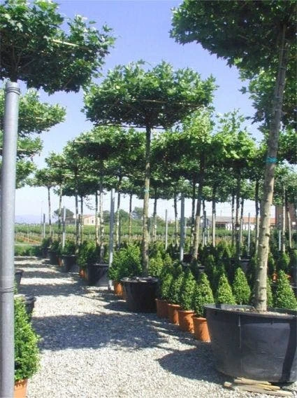 Dakplataan (Platanus Hispanica ) 7 Dakplataan (Platanus Hispanica ) - Afbeelding 7