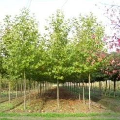 Plataan (Platanus Hispanica) 13 Plataan (Platanus Hispanica) -Groen Ziel Verkoop 20101221145113 13