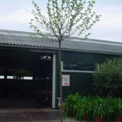 Bolplataan (Platanus 'Alphen's Globe') -Groen Ziel Verkoop 20101221145809 8