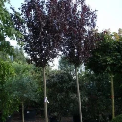 Rode Kerspruim Als Boom (Prunus Cerasifera 'Nigra') 13 Rode Kerspruim Als Boom (Prunus Cerasifera 'Nigra') -Groen Ziel Verkoop 20101221154922 16