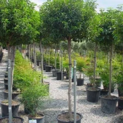 Portugese Laurier Op Stam (Prunus Lusitanica 'Angustifolia') 8 Portugese Laurier Op Stam (Prunus Lusitanica 'Angustifolia') -Groen Ziel Verkoop 20101221164022 5